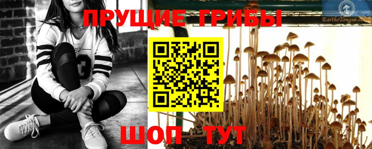 Псилоцибиновые грибы Psilocybe Нижневартовск